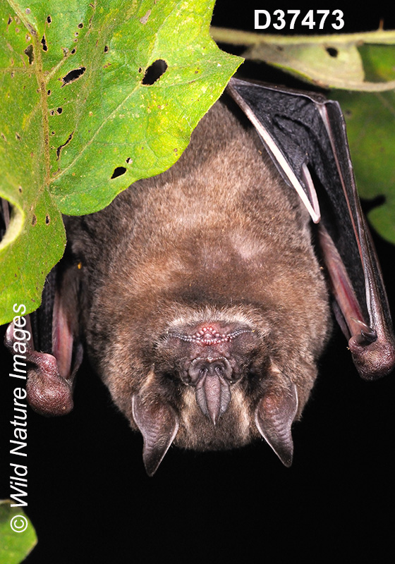 Artibeus lituratus, Great Fruit-eating Bat